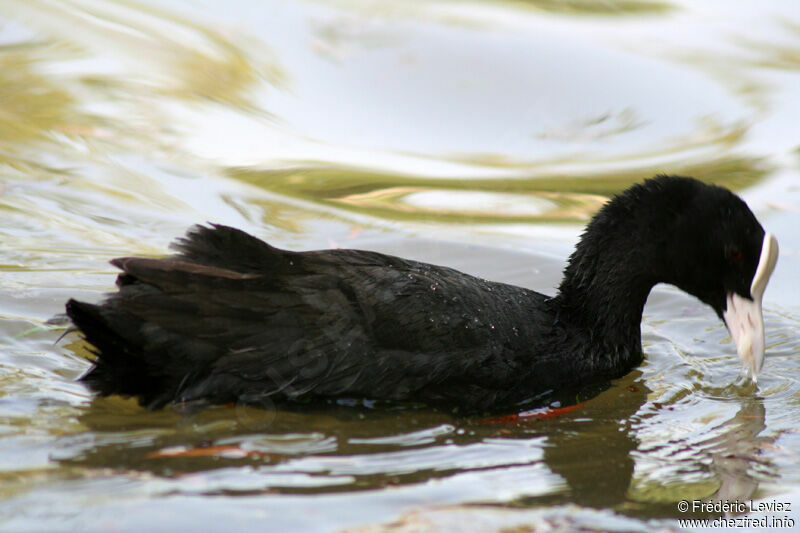 Eurasian Cootadult