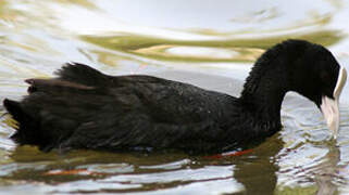 Eurasian Coot