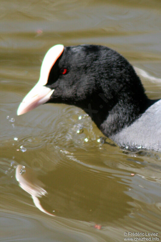 Eurasian Cootadult