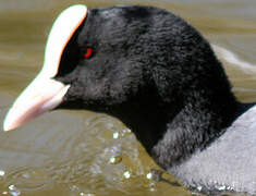 Eurasian Coot