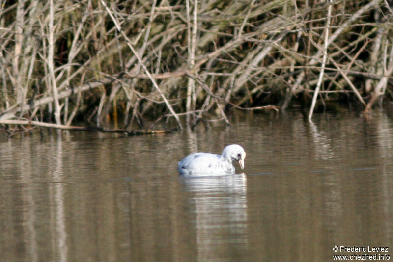 Eurasian Cootadult