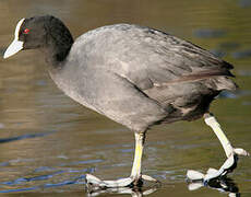 Eurasian Coot