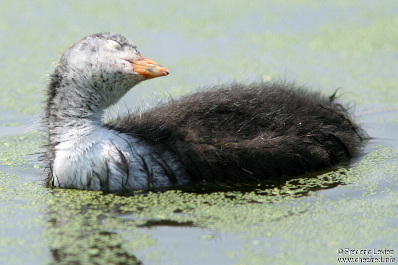 Eurasian CootFirst year