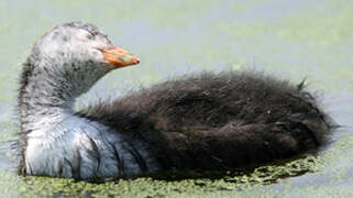 Eurasian Coot