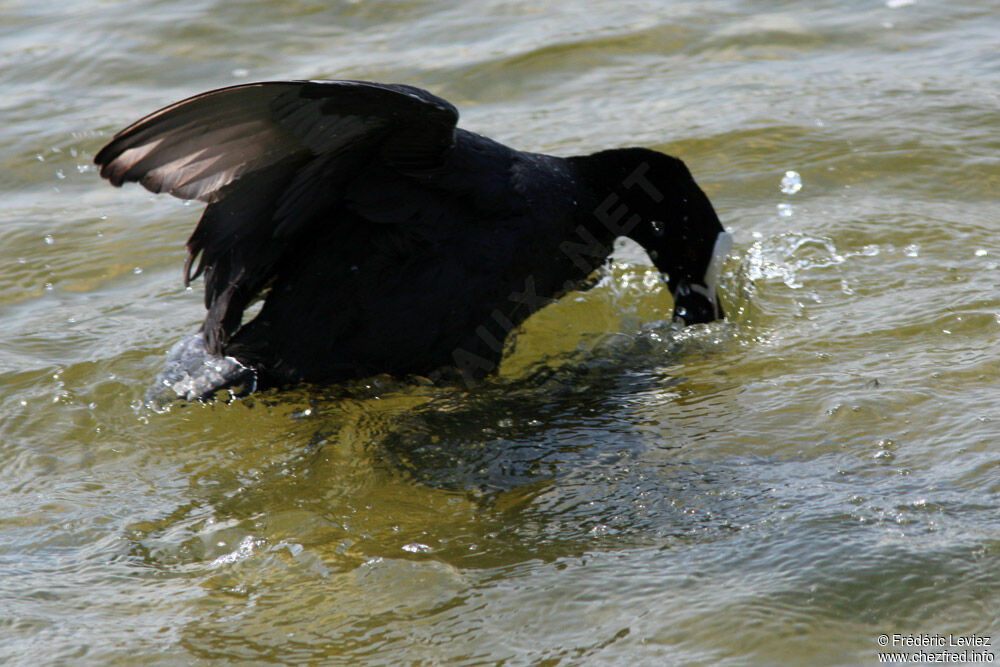 Eurasian Coot , Behaviour