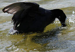 Eurasian Coot