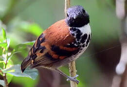 Spotted Antbird