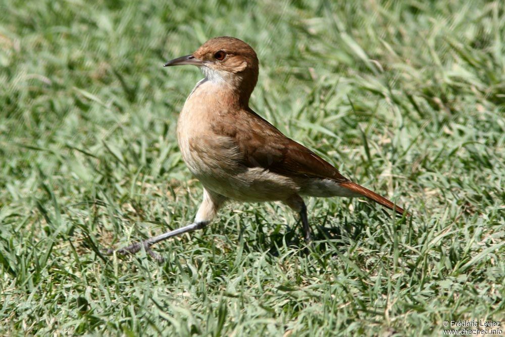 Rufous Horneroadult, identification