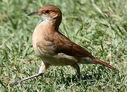 Rufous Hornero