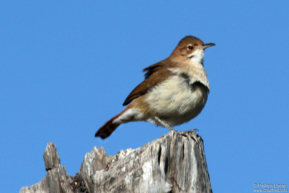 Rufous Hornero, identification