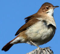 Rufous Hornero