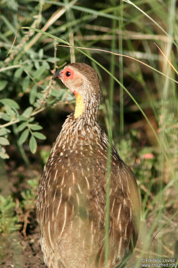 Francolin à cou jauneadulte