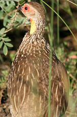 Francolin à cou jaune