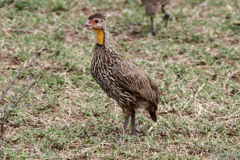 Francolin à cou jauneadulte, identification