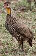 Francolin à cou jaune