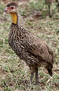 Francolin à cou jaune