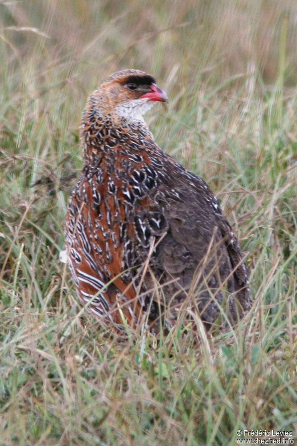 Francolin à cou rouxadulte