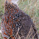 Francolin à cou roux
