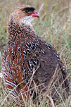 Francolin à cou roux