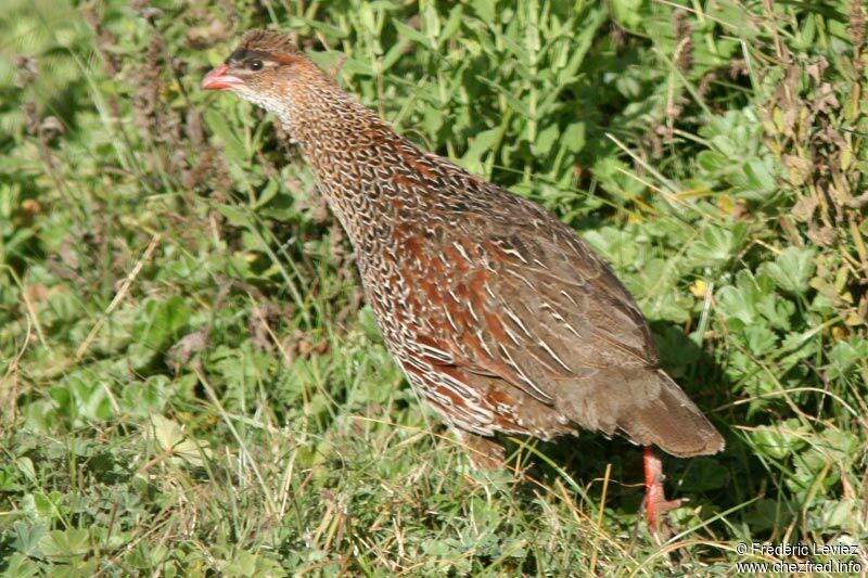 Francolin à cou rouxadulte