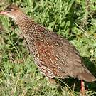 Francolin à cou roux