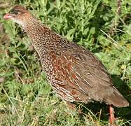 Chestnut-naped Spurfowl