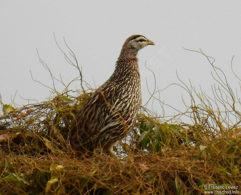 Double-spurred Spurfowladult, identification, close-up portrait