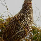 Francolin à double éperon