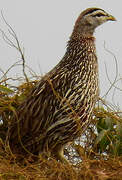 Double-spurred Francolin