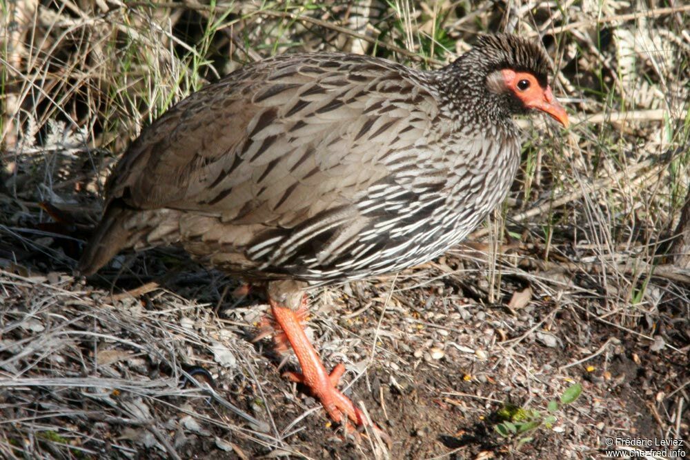 Francolin à gorge rougeadulte, identification