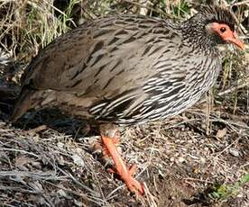 Francolin à gorge rouge