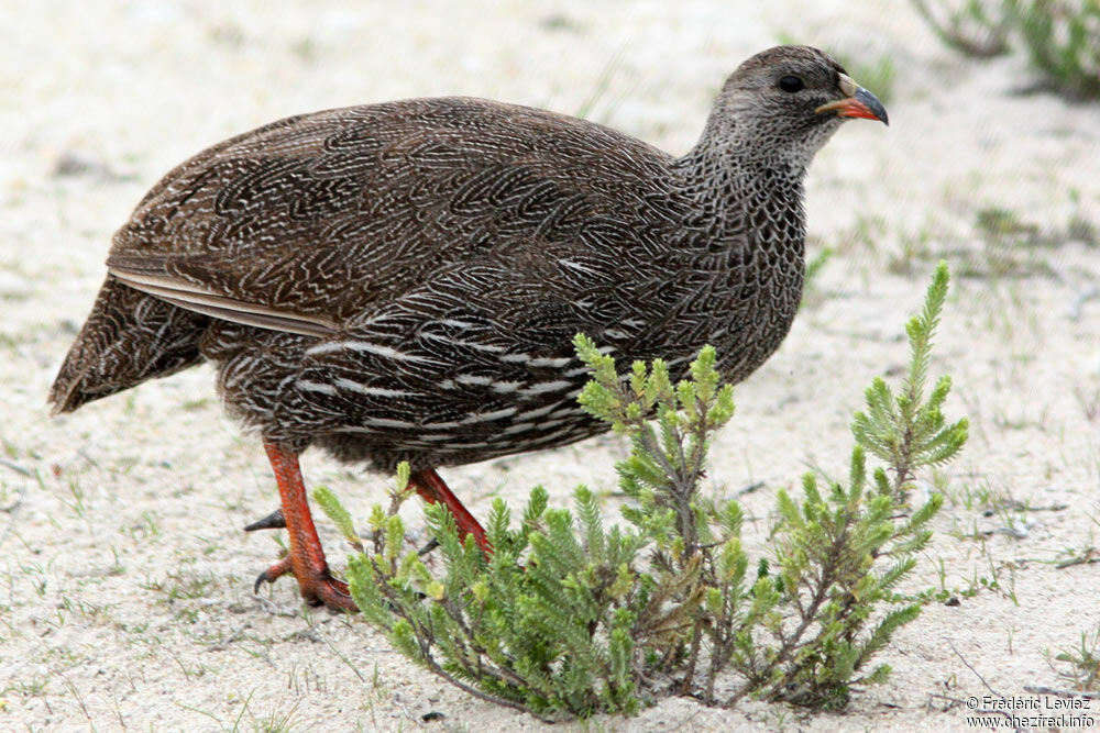 Cape Spurfowladult, identification