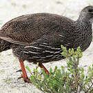 Francolin criard