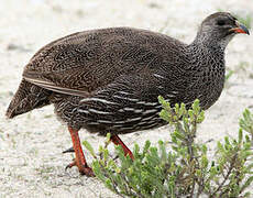 Cape Spurfowl