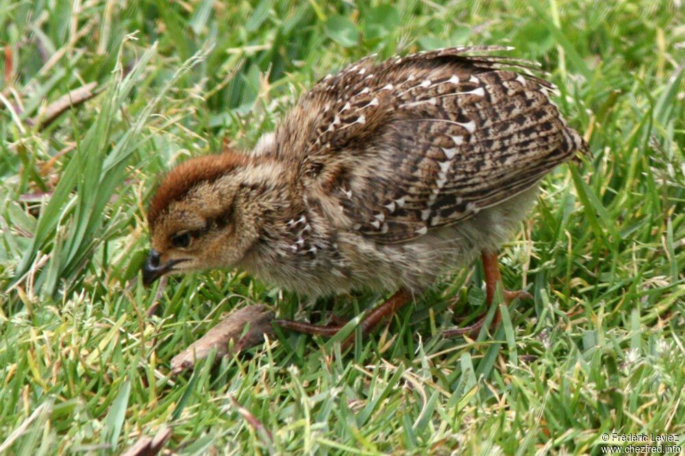 Francolin criard1ère année