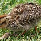 Francolin criard