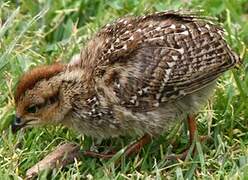 Cape Spurfowl