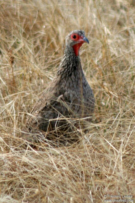 Francolin de Swainsonadulte