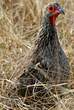 Francolin de Swainson