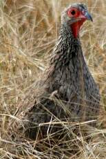 Francolin de Swainson