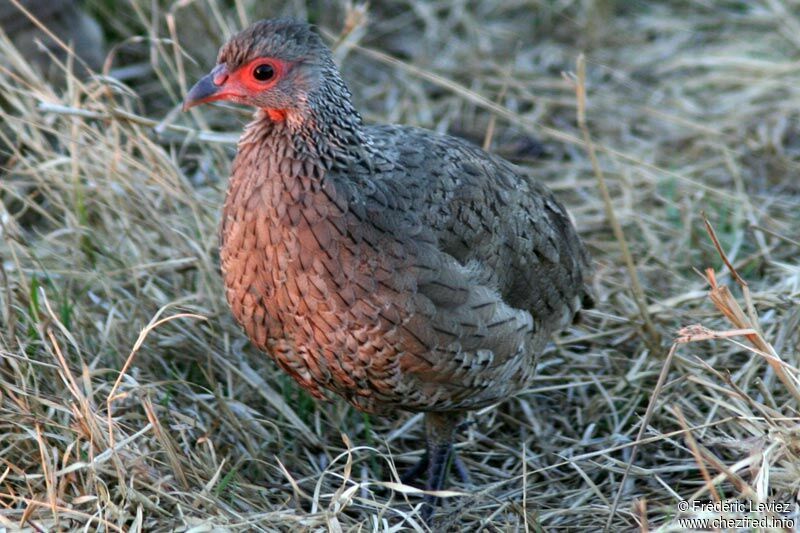 Francolin de Swainsonadulte