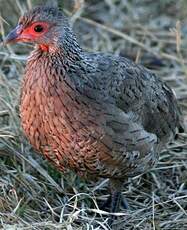 Francolin de Swainson