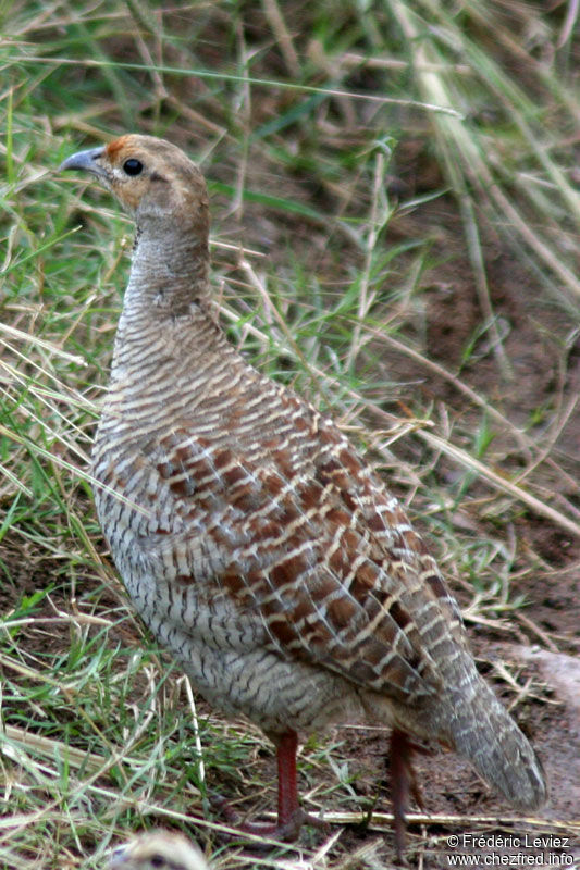 Francolin grisadulte