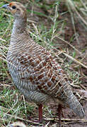 Grey Francolin