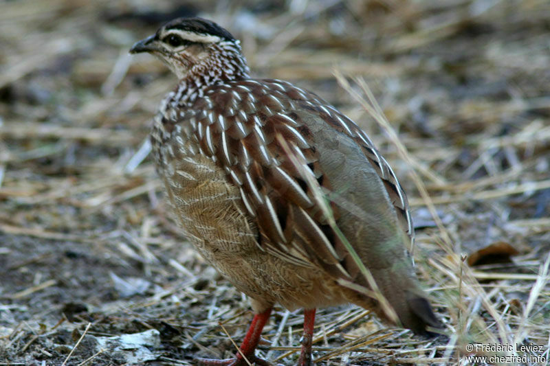 Francolin huppéadulte