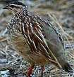 Francolin huppé