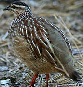 Crested Francolin