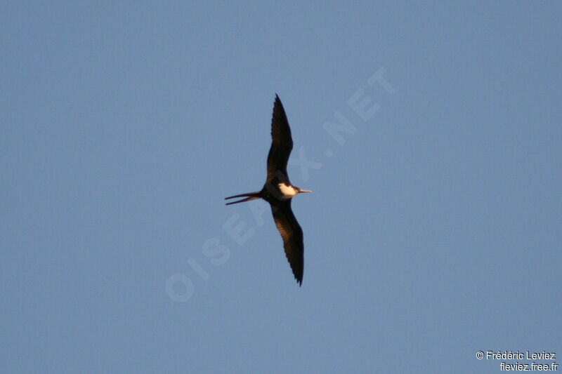 Great Frigatebird