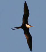 Great Frigatebird