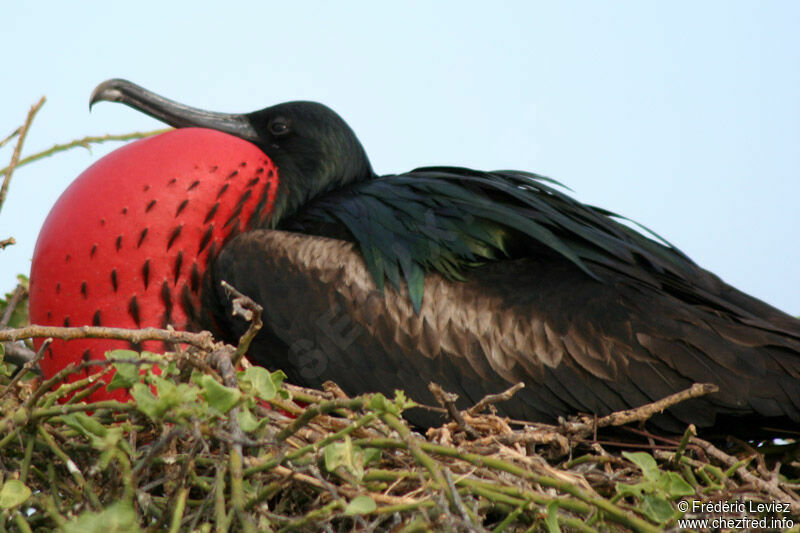 Great Frigatebird male adult breeding